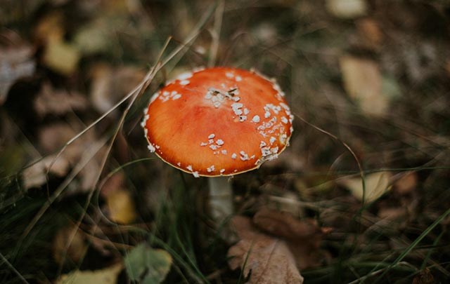 magic mushrooms, dried magic mushrooms, psilocybin mushrooms, magic mushroom products, psychedelic mushrooms