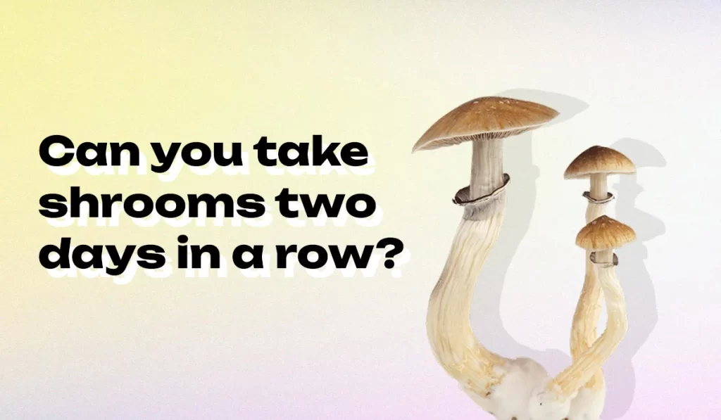 Can you take shrooms two days in a row?