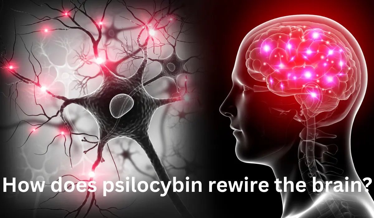 How does psilocybin rewire the brain