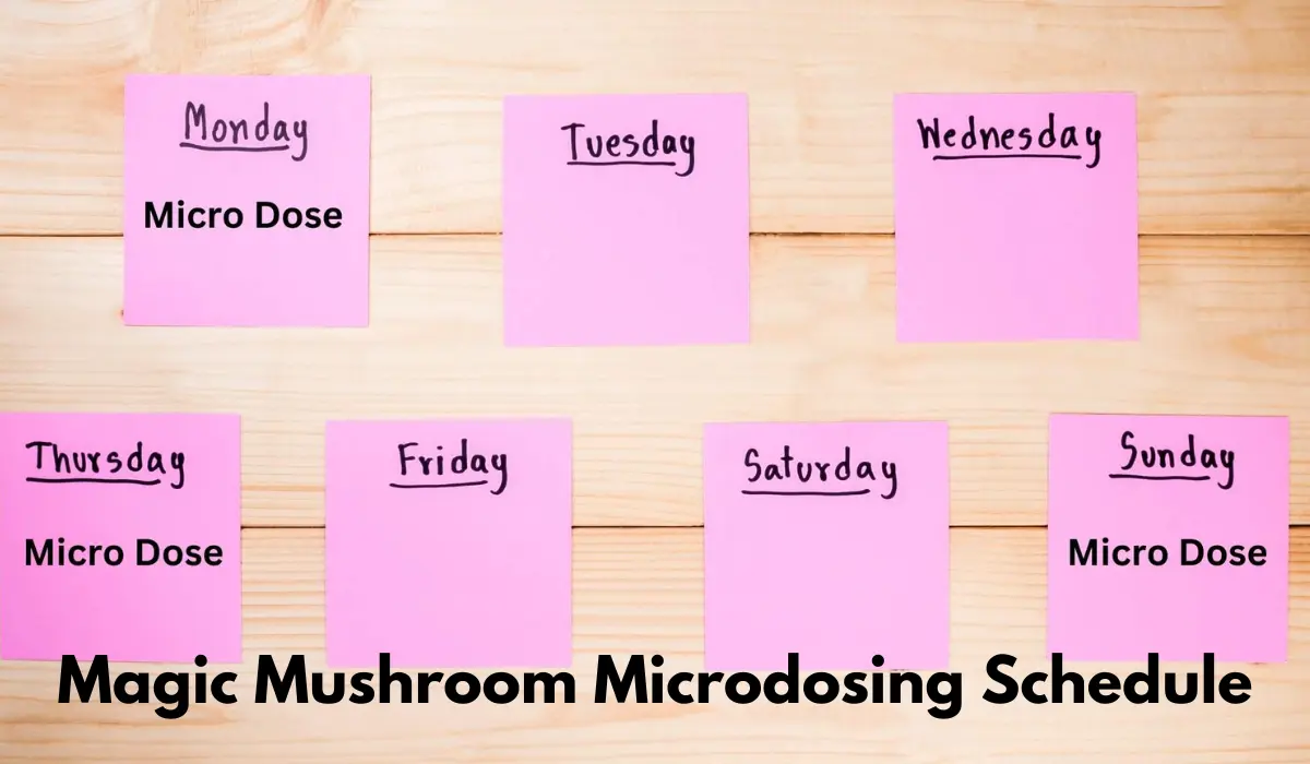 Magic Mushroom Microdosing Schedule