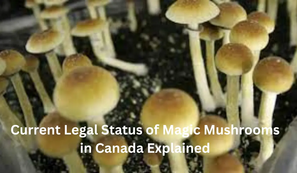 Current Legal Status of Magic Mushrooms in Canada Explained