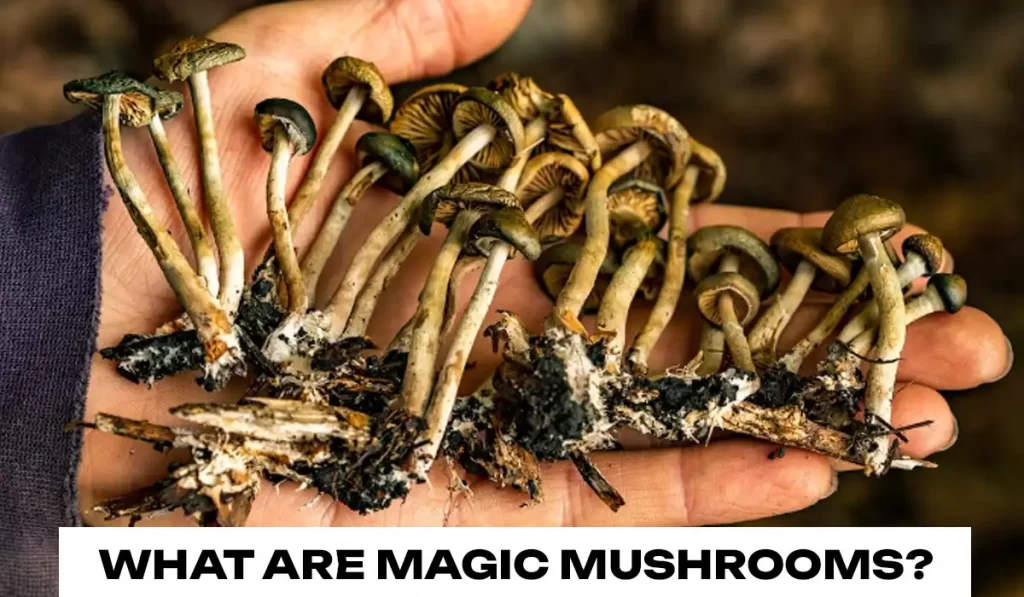 What are Magic Mushrooms?