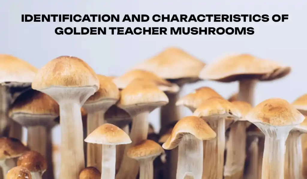 Identification and Characteristics of Golden Teachers Mushrooms