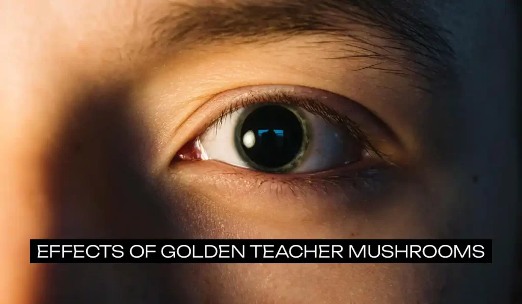 Effects of Golden Teachers Mushrooms
