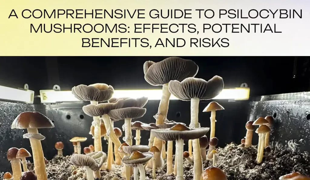 A Comprehensive Guide to Psilocybin Mushrooms Effects, Potential Benefits, and Risks