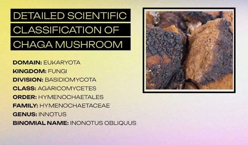 Detailed Scientific Classification of Chaga Mushroom