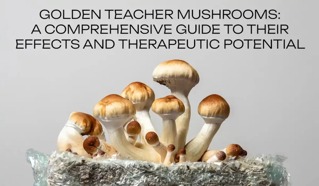 Golden Teachers Mushrooms: A comprehensive guide to their effects and therapeutic potential