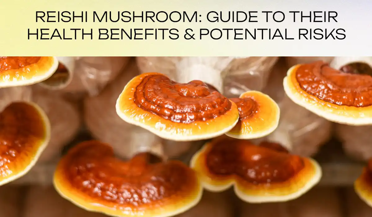 Reishi mushroom guide to their health benefits and potential risks