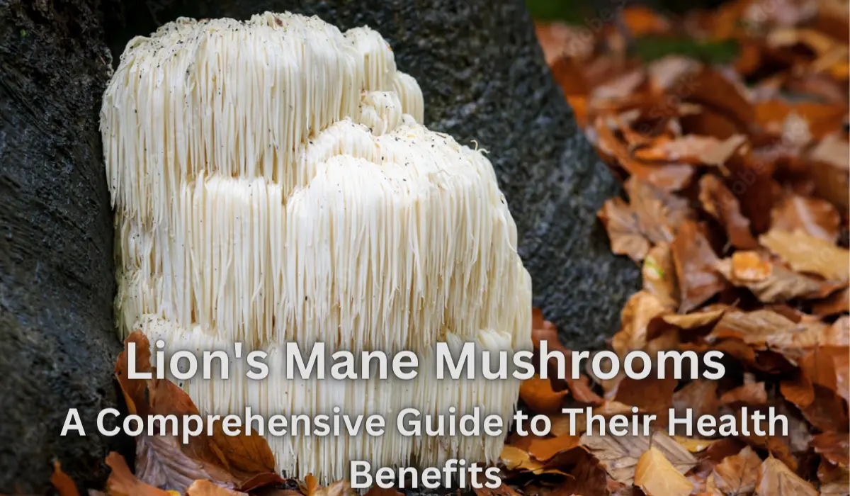 Ultimate Guide on Lion Mane's Mushroom