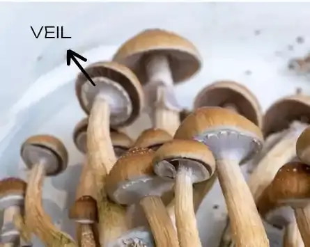 Goldеn Tеachеr Mushrooms Veil
