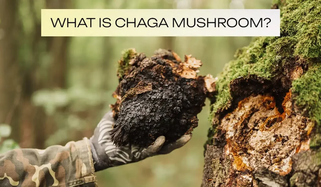What is Chaga Mushroom?