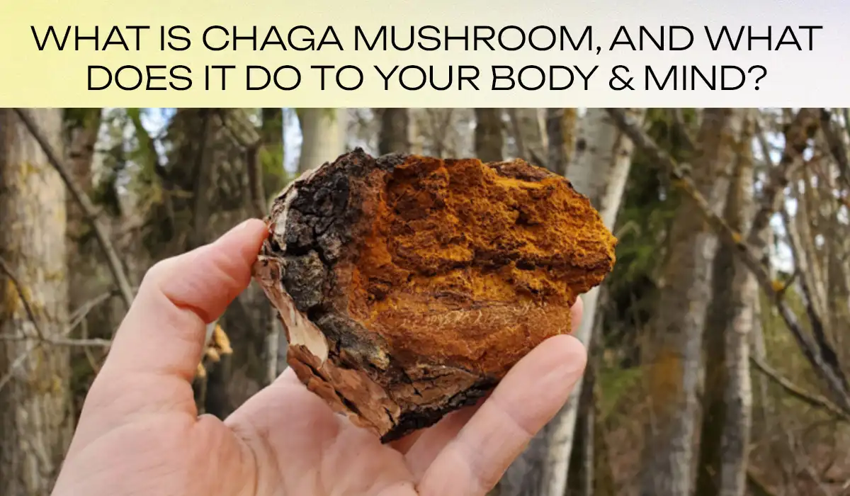 What-is-Chaga-Mushroom,-and-What-does-it-do-to-your-body-&-mind