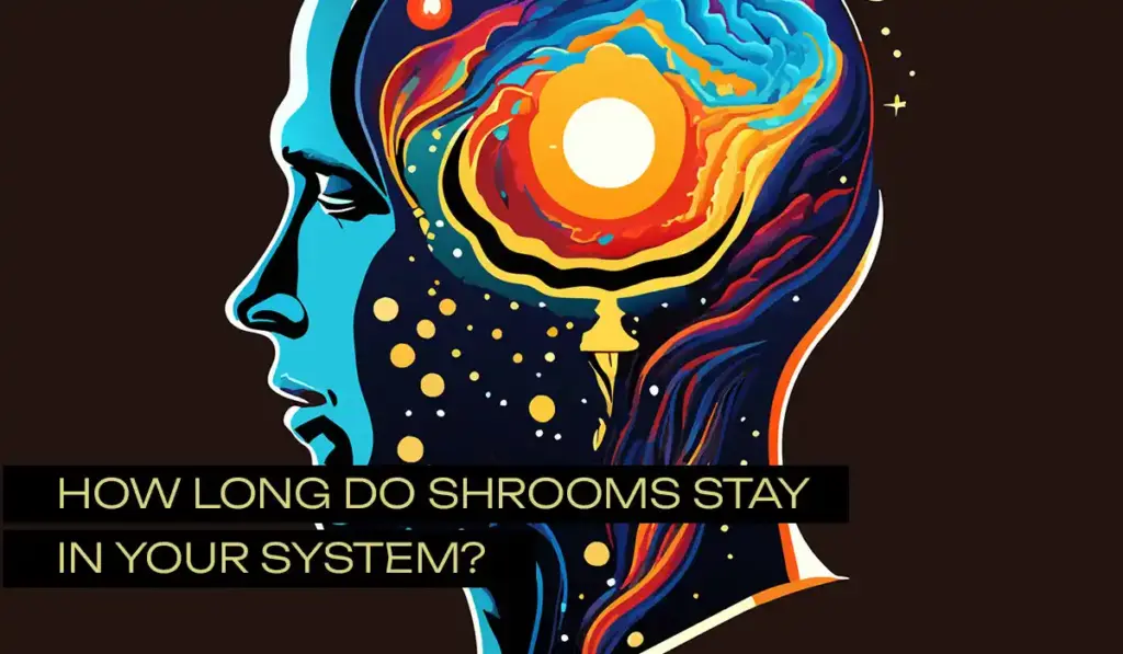 How-Long-do-Shrooms-Stay-in-Your-System