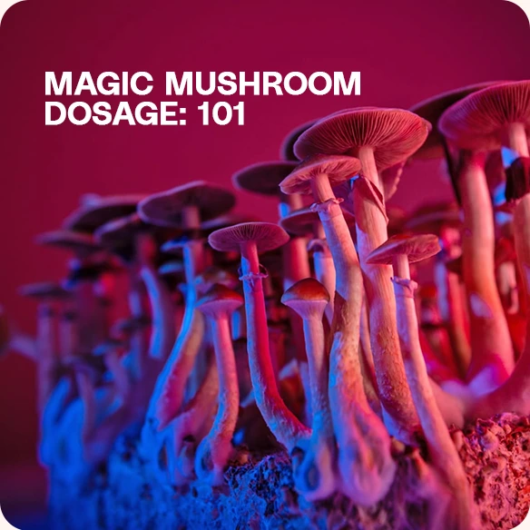 Magic mushrooms growing from a substrate under colorful lighting.