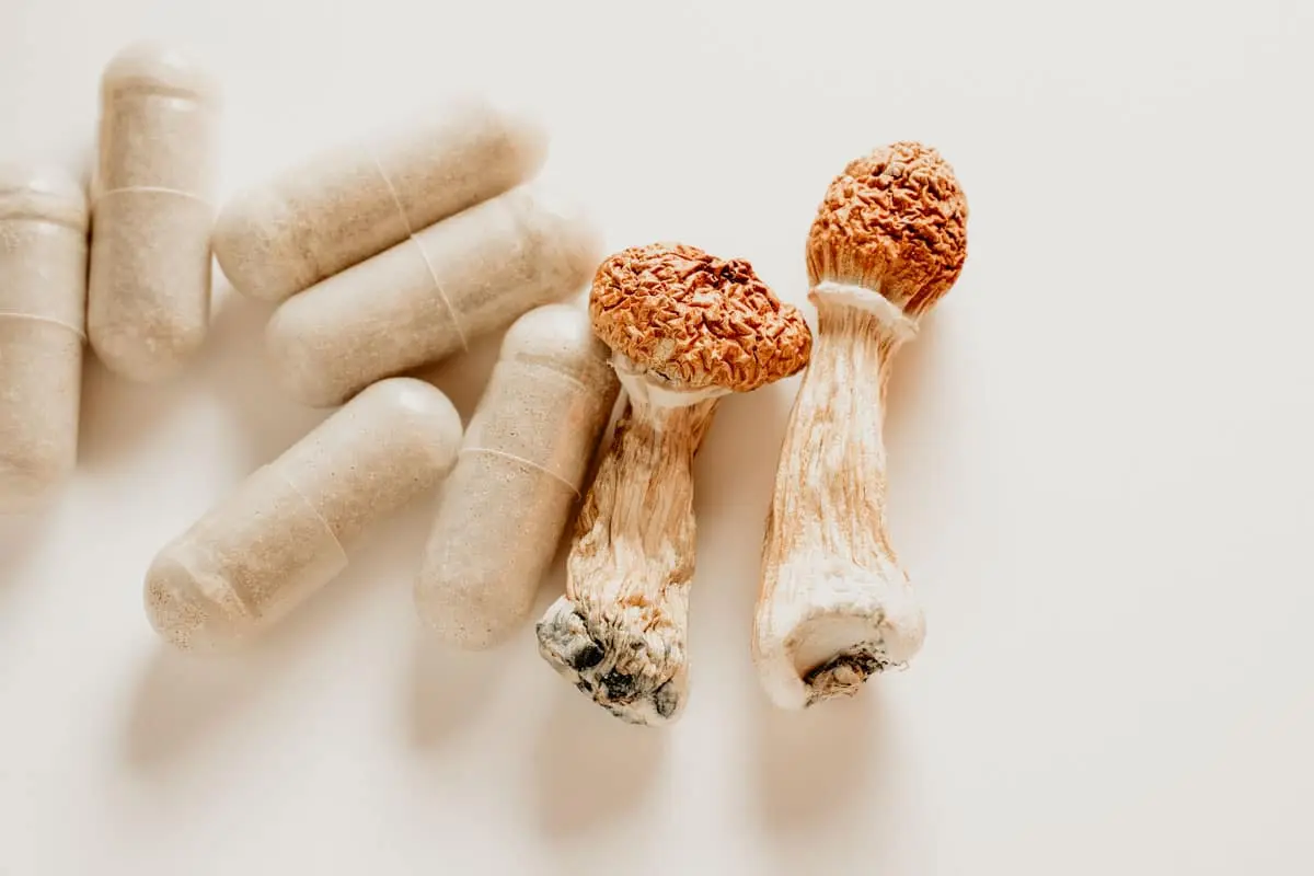 Nootropic Mushrooms vs Magic Mushrooms