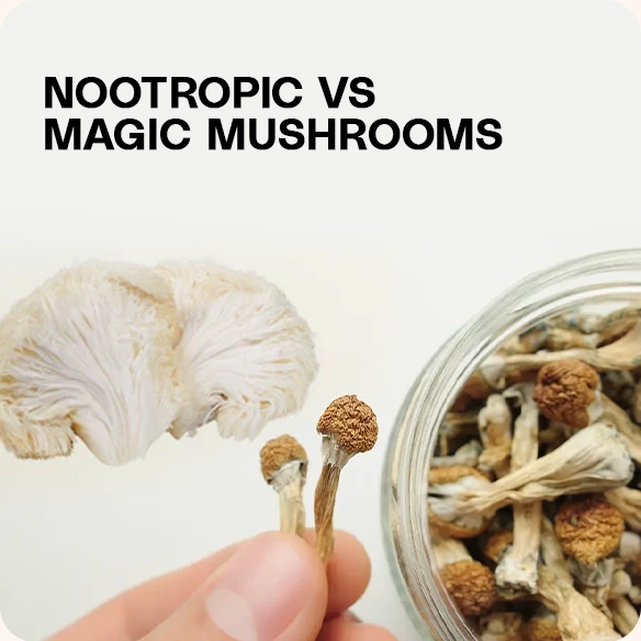 A hand holding two small mushrooms next to a jar filled with dried mushrooms, with the text 'NOOTROPIC VS MAGIC MUSHROOMS' on top.