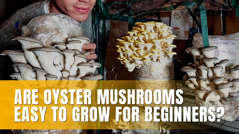A person standing beside oyster mushrooms growing in substrate bags.
