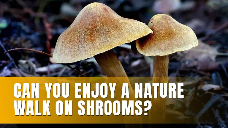 Two mushrooms growing in a forest.