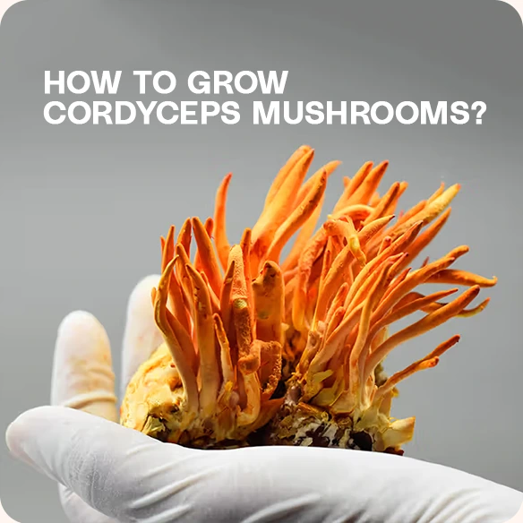 A gloved hand holding a cluster of Cordyceps mushrooms.