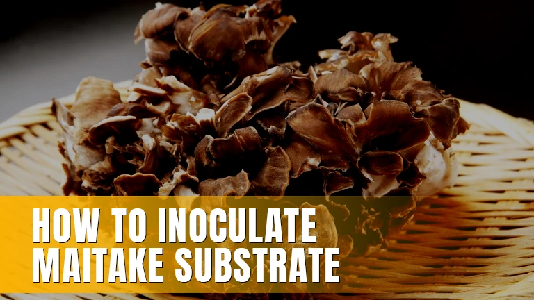Maitake mushrooms on a woven tray