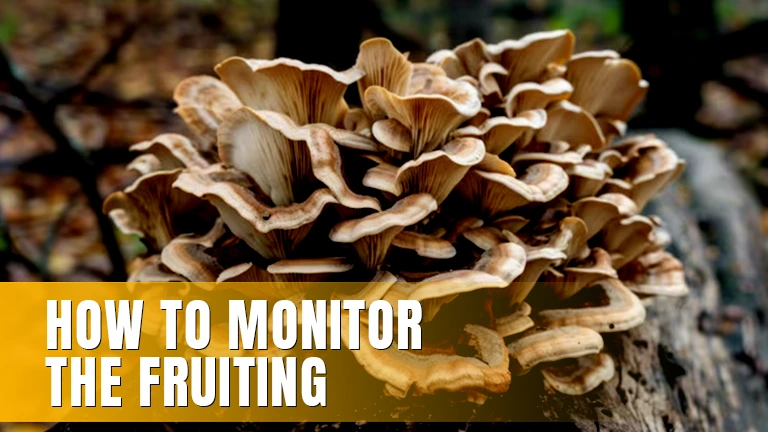 Maitake mushrooms growing on a tree trunk