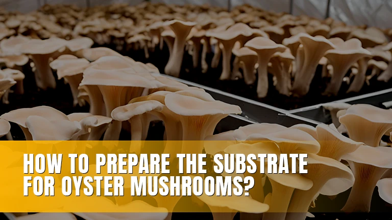 Oyster mushrooms growing on substrate.
