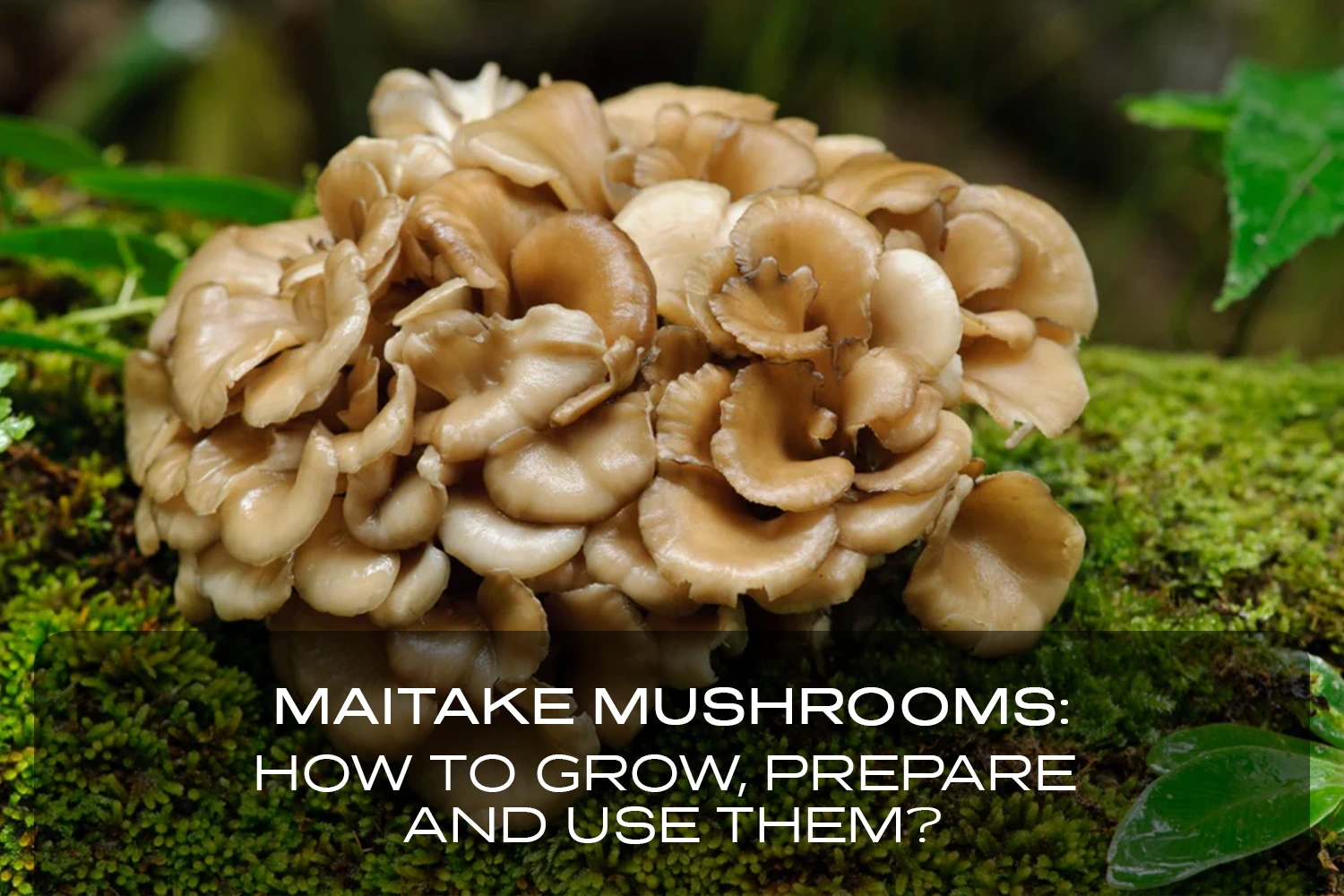 Maitake mushrooms growing in nature