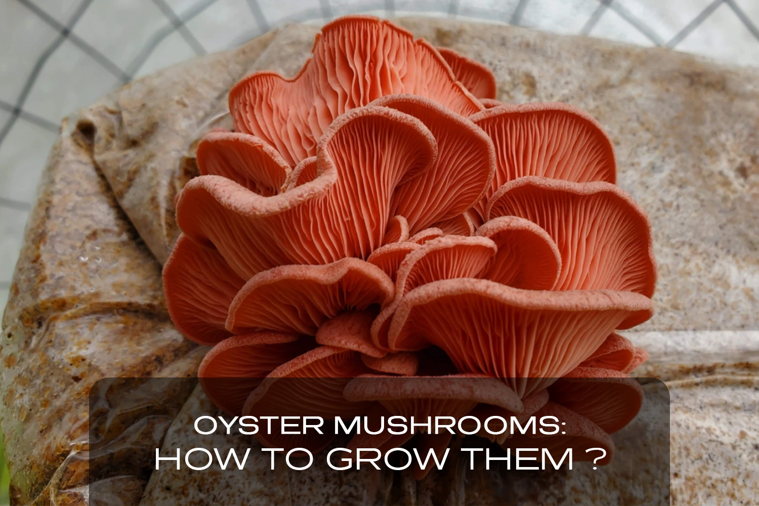 Oyster mushrooms