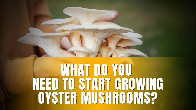 A person holding fresh white oyster mushrooms.
