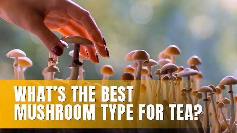 A hand reaching mushrooms growing.
