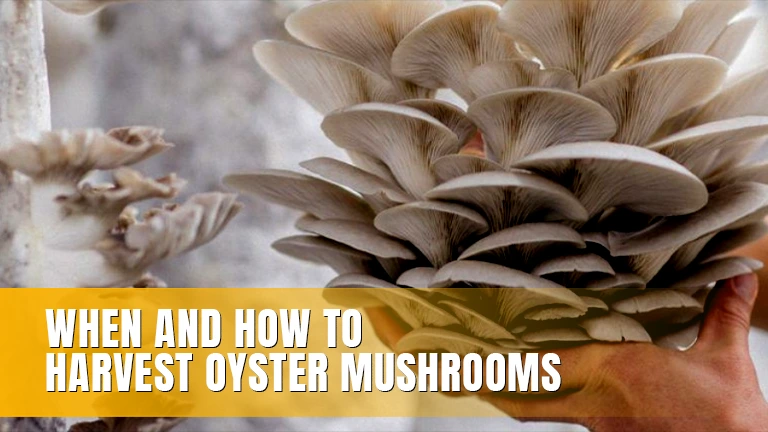 Oyster mushrooms being held.