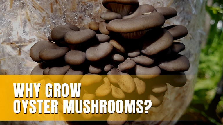 Dark oyster mushrooms growing on a substrate.
