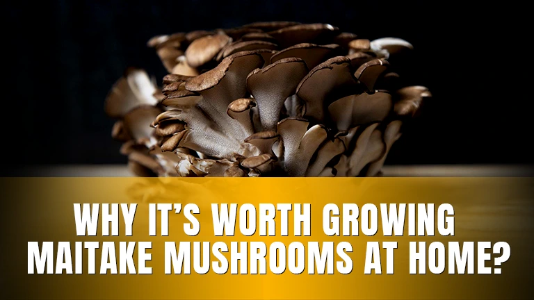 Close-up of a Maitake mushroom on a dark background