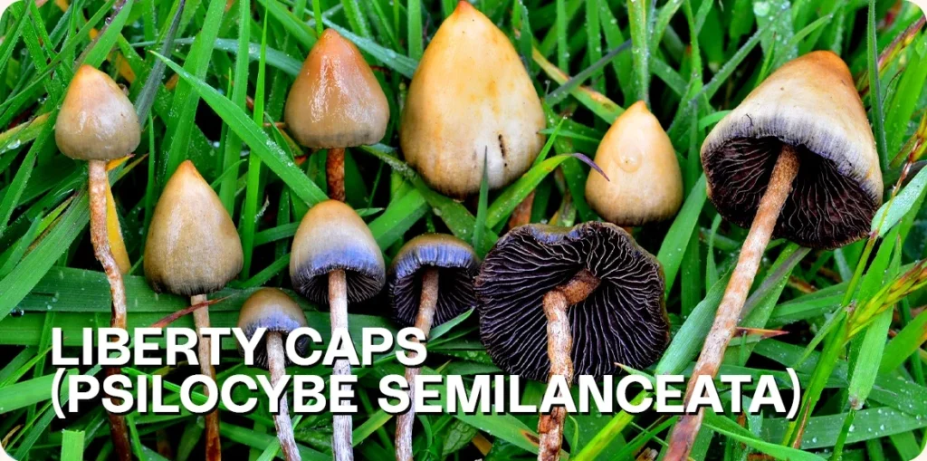 Liberty Caps growing in nature.