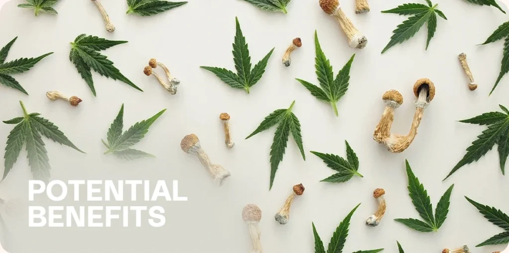 Dried magic mushrooms and cannabis leaves on a white background.