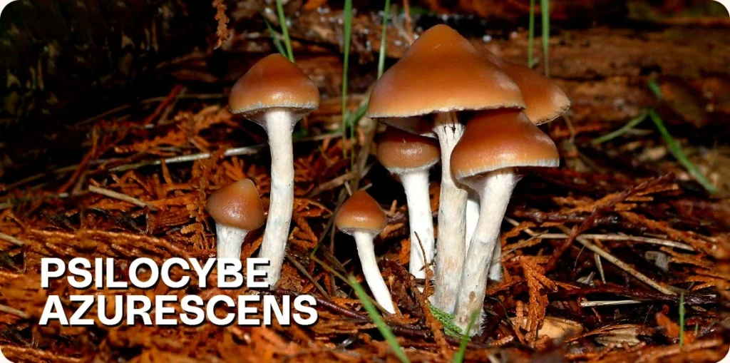 Psilocybe Azurescens growing in nature.