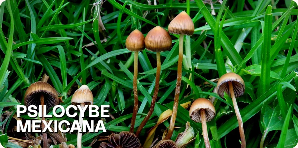 Psilocybe Mexicana growing in nature.