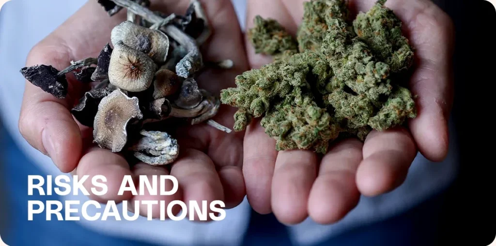 Hands holding dried magic mushrooms and cannabis buds.