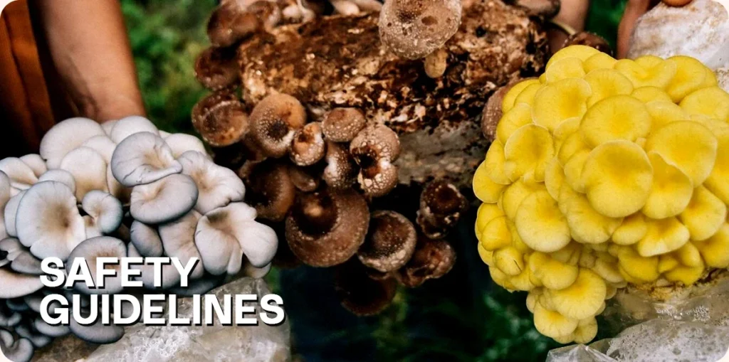 Different types of mushrooms held by hand.