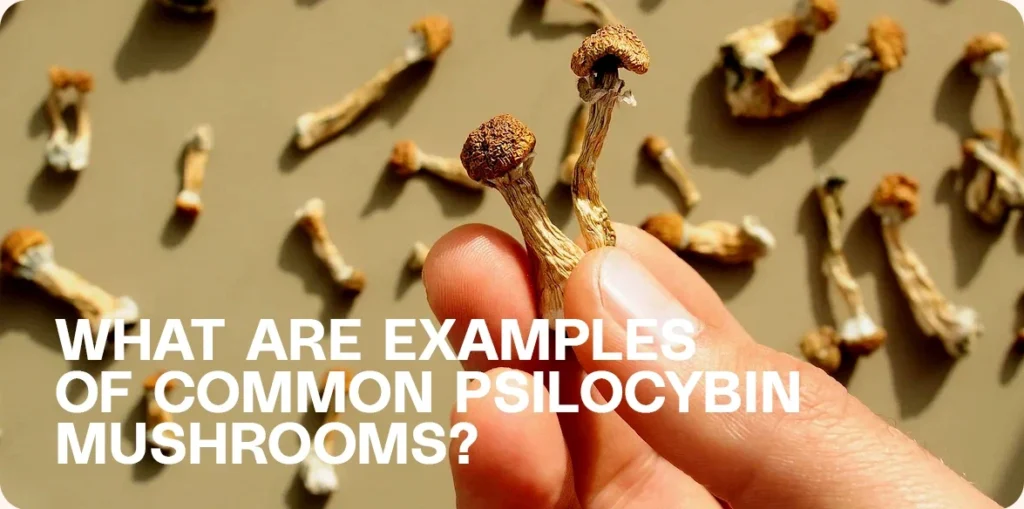 Hand holding dried psilocybin mushrooms.