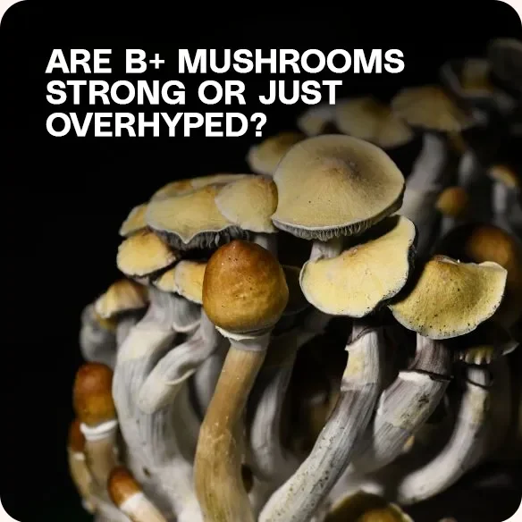 Close-up cluster of mature B+ mushrooms with golden-brown caps and thick white stems — used to question their strength and popularity among psilocybin strains