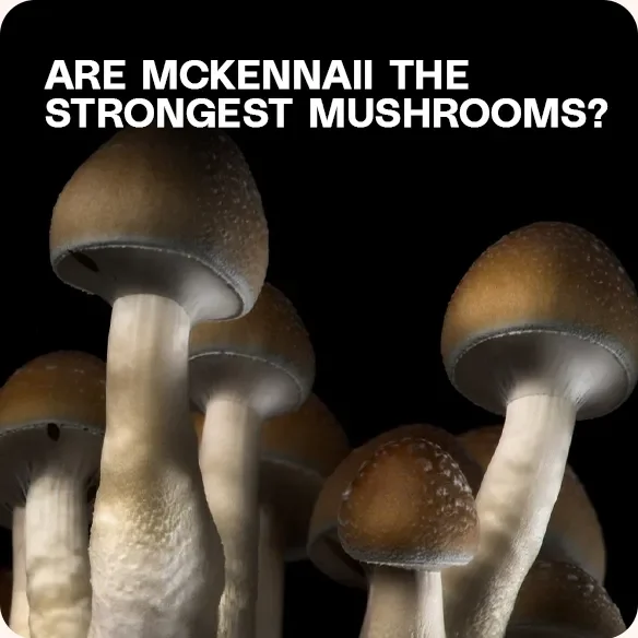 Close-up of McKennaii mushrooms with smooth brown caps and white stems, used in an article exploring their potency and whether they are the strongest psilocybin strain.