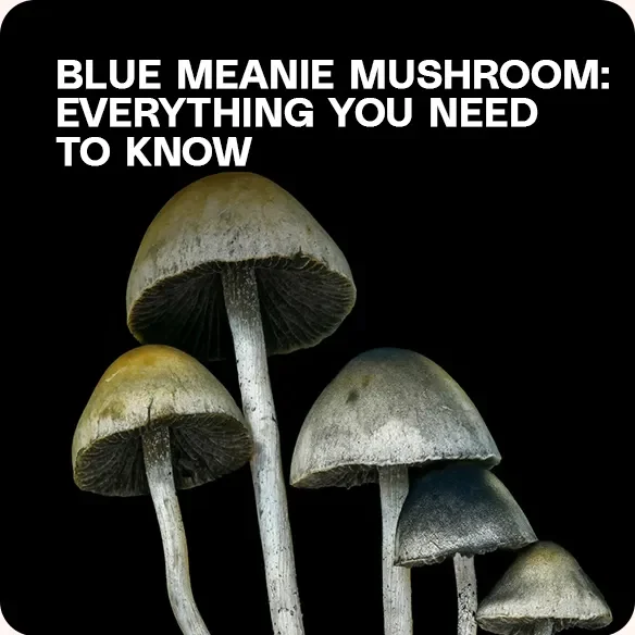 Cluster of Blue Meanie mushrooms (Panaeolus cyanescens) against a black background, used to highlight their appearance, strength, and psychedelic properties