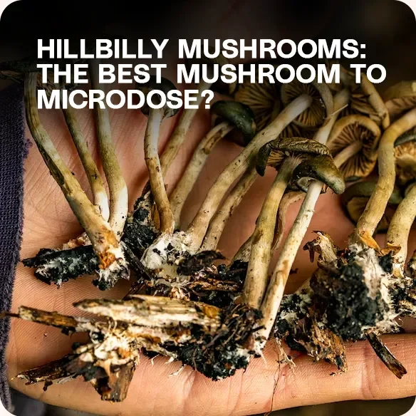 Fresh Hillbilly mushrooms held in hand – evaluating potency and suitability for microdosing