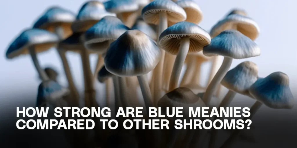 Close-up of Blue Meanie mushrooms, highlighting their physical traits and visual potency for comparison with other psilocybin strains.