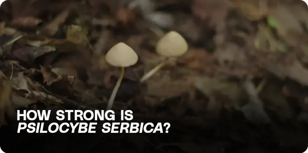 Small Psilocybe serbica mushrooms growing in forest debris – visual reference for potency discussion.