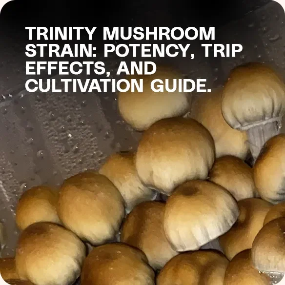 Trinity mushroom strain close-up – cultivation guide, potency details, and trip effects explained.