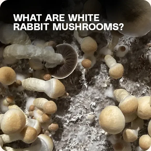 White Rabbit psilocybin mushrooms growing on substrate, highlighting their dense clusters and pale coloration typical of this potent strain.