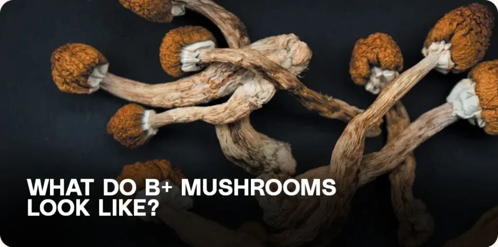 Close-up of dried B+ mushrooms with thick white stems and caramel-brown caps — showcasing their unique appearance for identification.