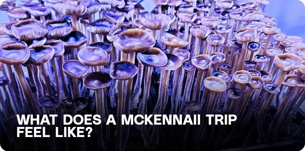 A large flush of McKennaii mushrooms growing in close clusters under blue-purple lighting — representing the visual intensity often described during a McKennaii trip.